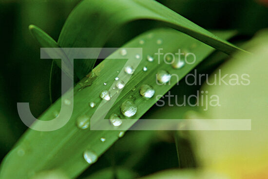 Fotogrāfijas "Ziedi un citi"