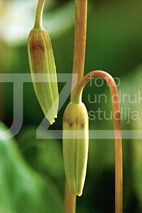 Fotogrāfijas "Ziedi un citi"