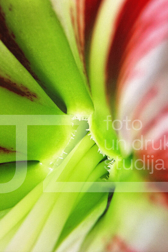 Fotogrāfijas "Ziedi un citi"