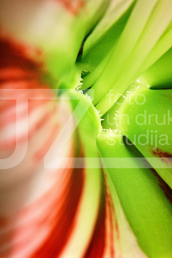 Fotogrāfijas "Ziedi un citi"