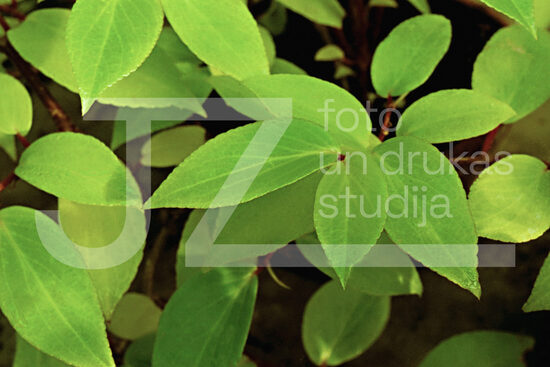 Fotogrāfijas "Ziedi un citi"