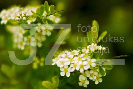 Fotogrāfijas "Ziedi un citi"