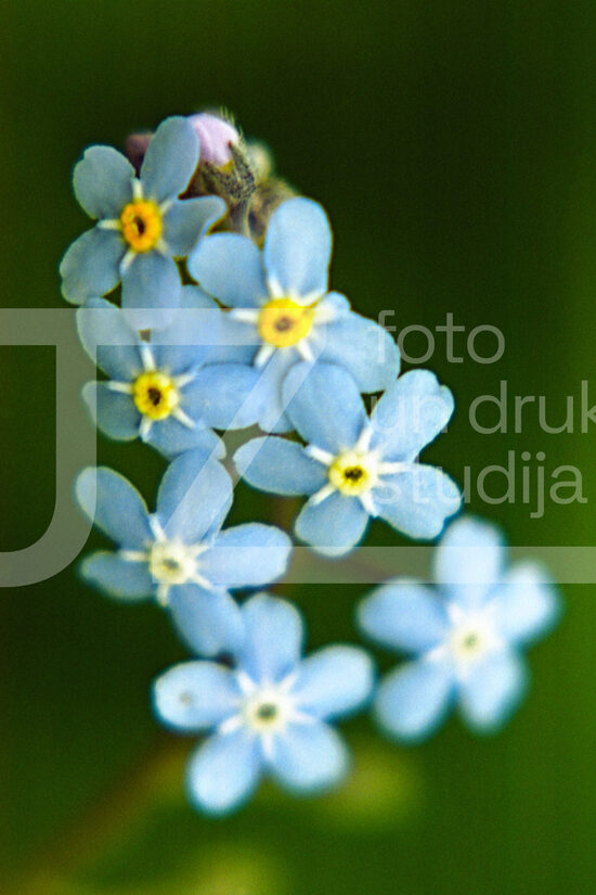 Fotogrāfijas "Ziedi un citi"