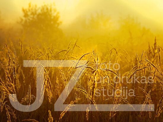 Fotogrāfija "Daba"