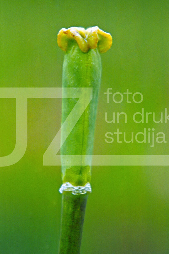 Fotogrāfijas "Ziedi un citi"