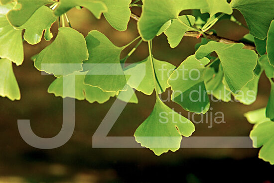 Fotogrāfijas "Ziedi un citi"