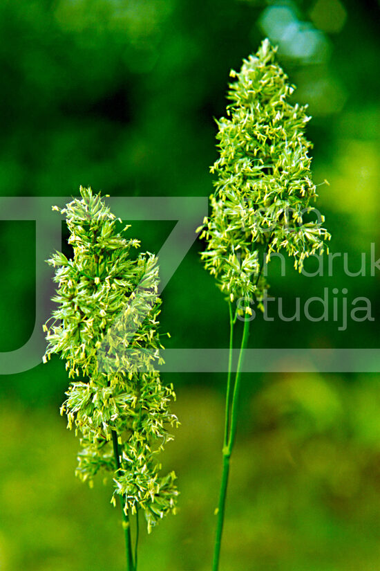 Fotogrāfijas "Ziedi un citi"