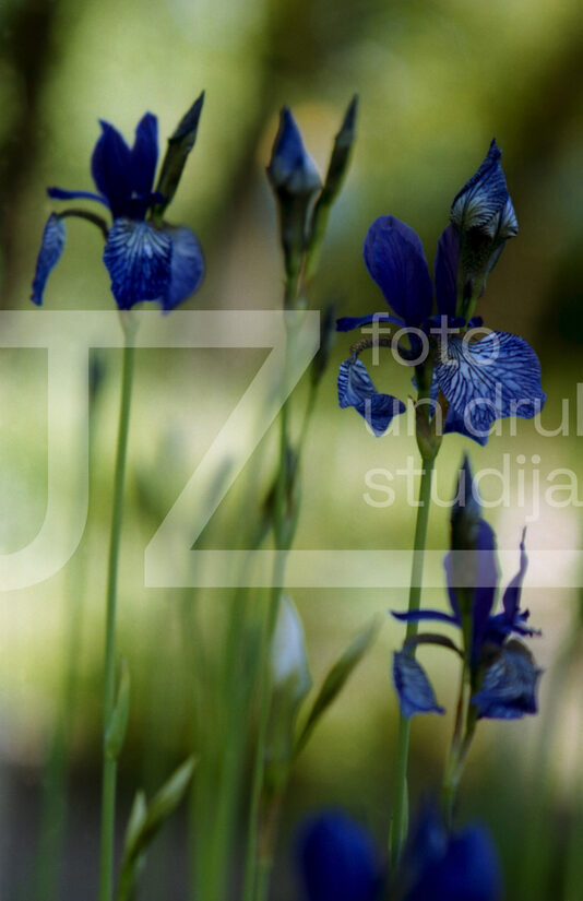 Fotogrāfijas "Ziedi un citi"