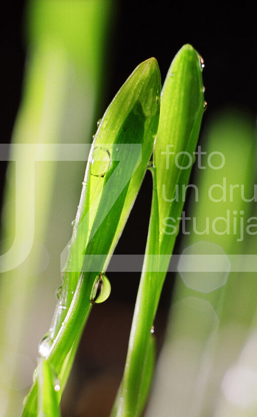 Fotogrāfijas "Ziedi un citi"