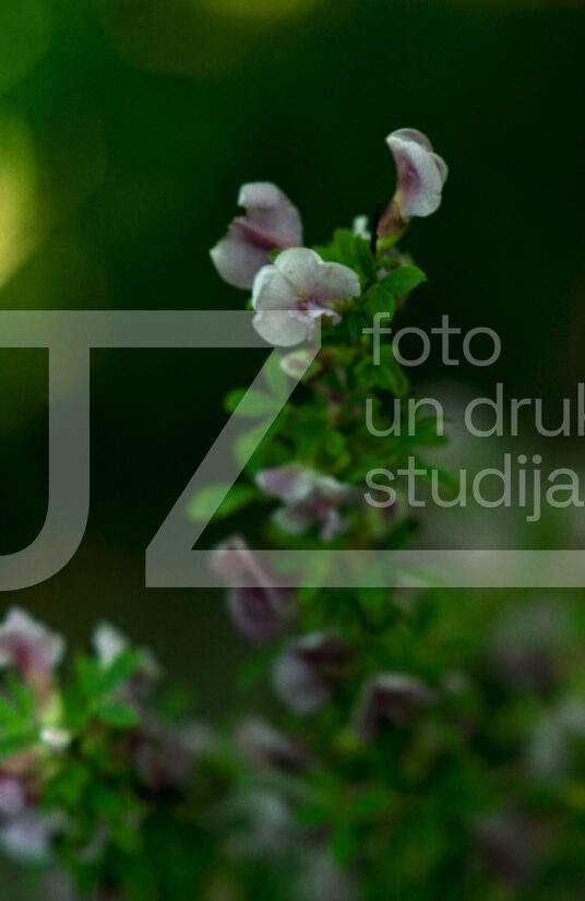 Fotogrāfijas "Ziedi un citi"