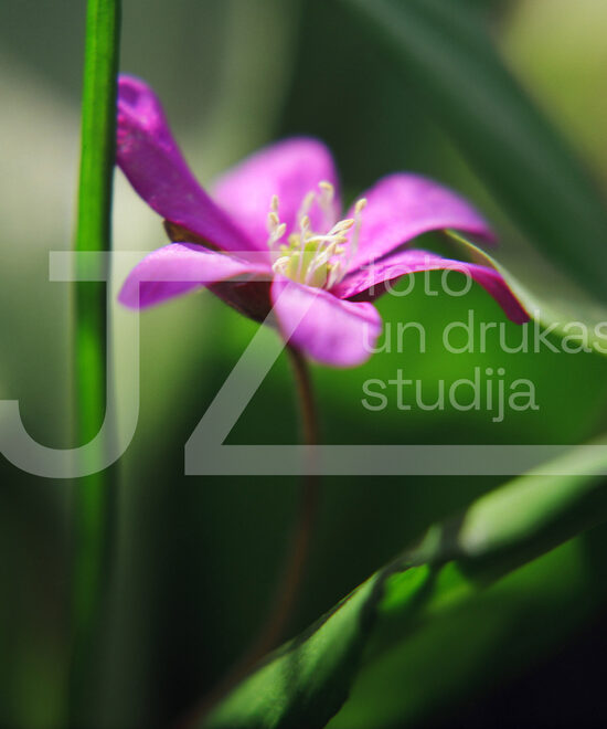 Fotogrāfijas "Ziedi un citi"