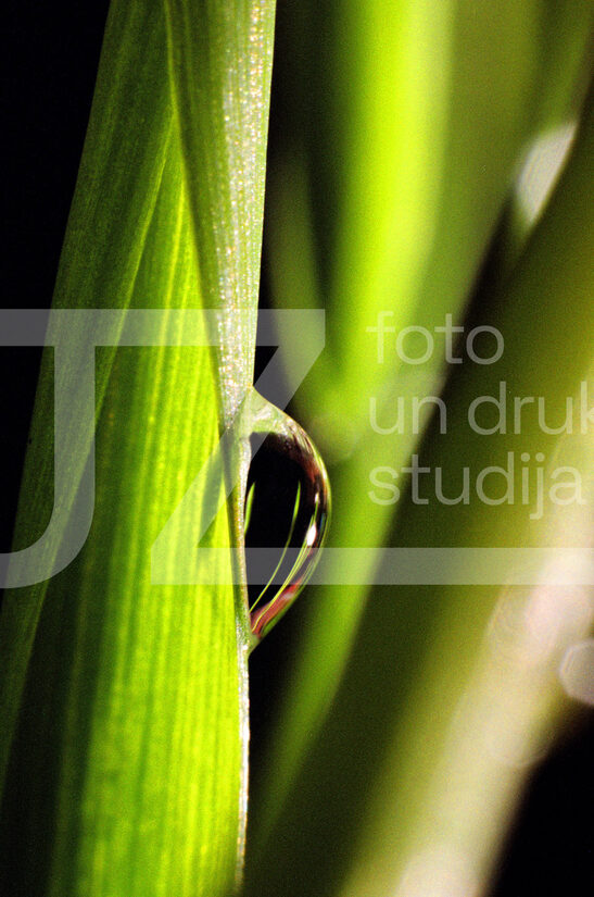 Fotogrāfijas "Ziedi un citi"