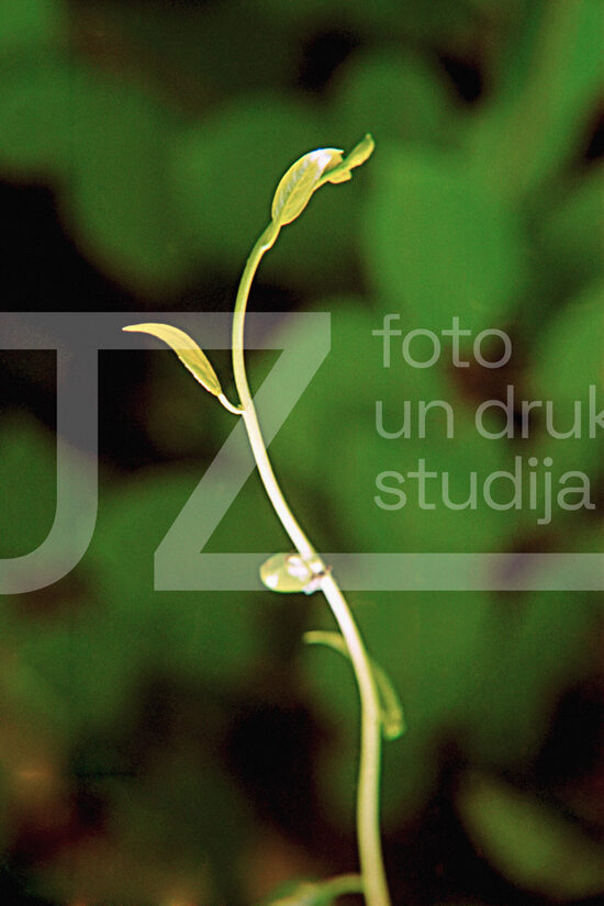 Fotogrāfijas "Ziedi un citi"