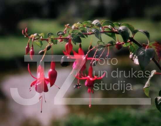 Fotogrāfijas "Ziedi un citi"