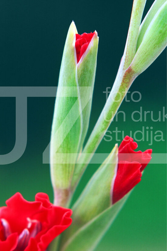 Fotogrāfijas "Ziedi un citi"