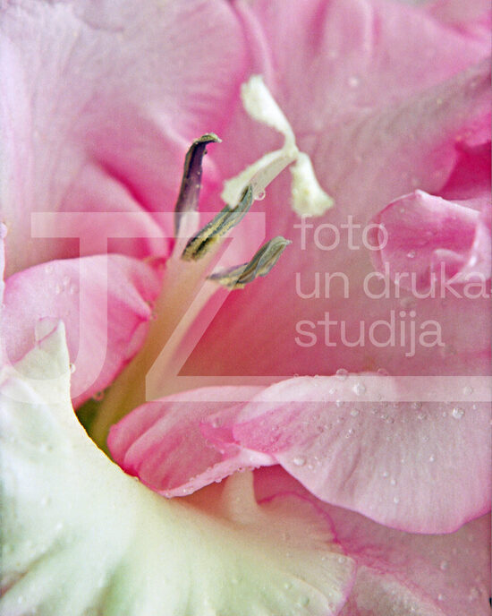Fotogrāfijas "Ziedi un citi"
