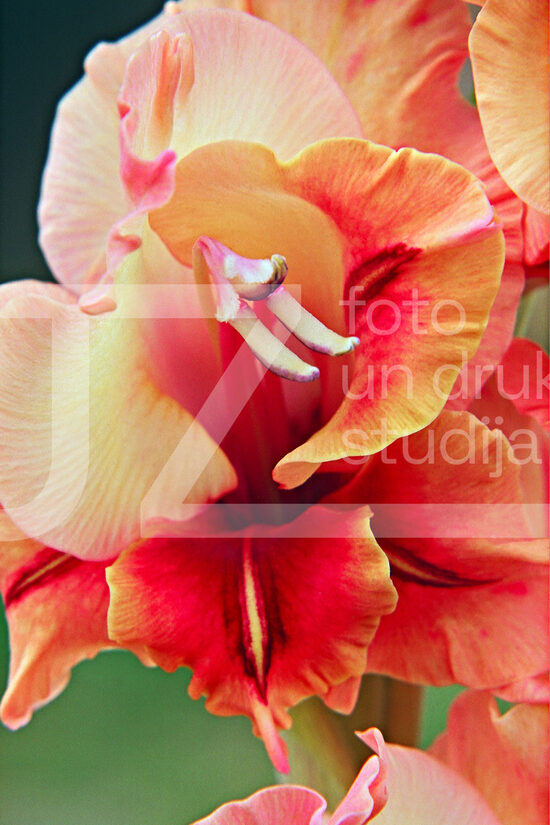 Fotogrāfijas "Ziedi un citi"