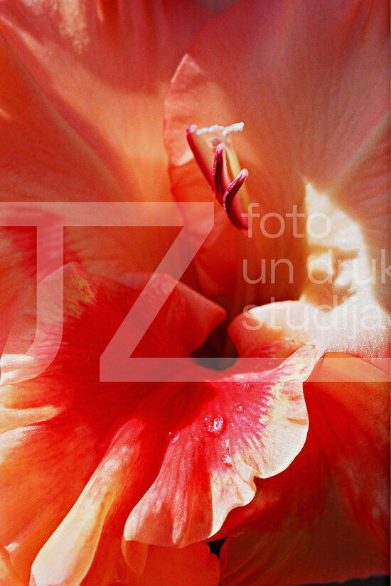 Fotogrāfijas "Ziedi un citi"