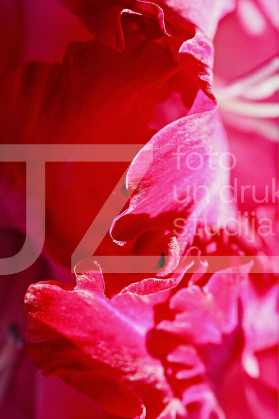 Fotogrāfijas "Ziedi un citi"