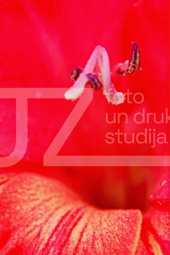 Fotogrāfijas "Ziedi un citi"