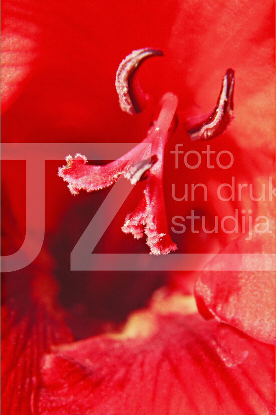 Fotogrāfijas "Ziedi un citi"