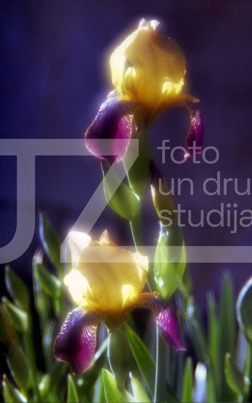 Fotogrāfijas "Ziedi un citi"