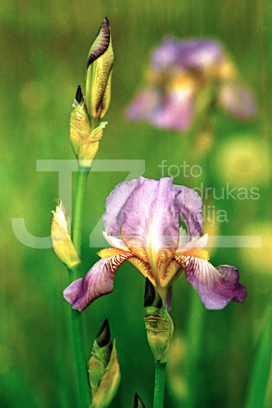 Fotogrāfijas "Ziedi un citi"