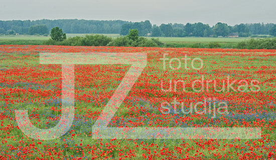 Fotogrāfija "Daba"