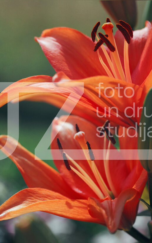 Fotogrāfijas "Ziedi un citi"