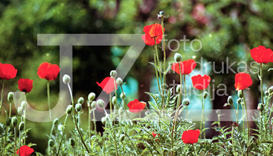Fotogrāfijas "Ziedi un citi"