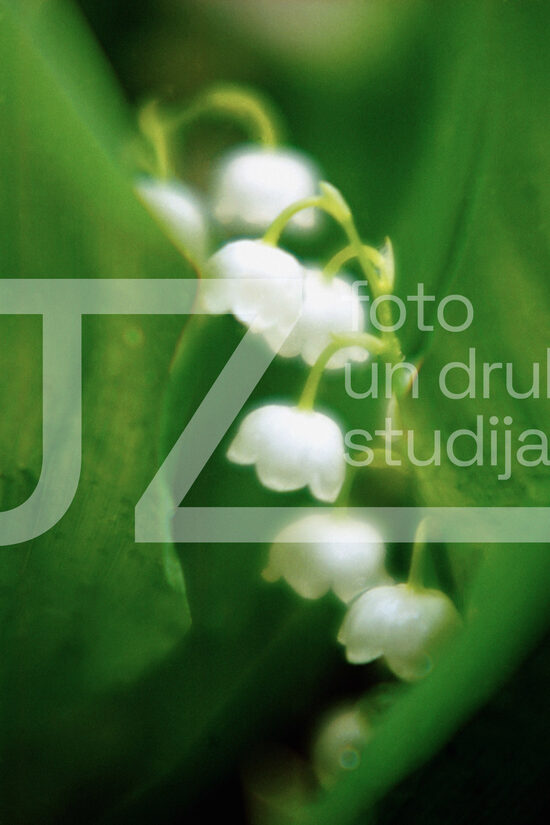 Fotogrāfijas "Ziedi un citi"