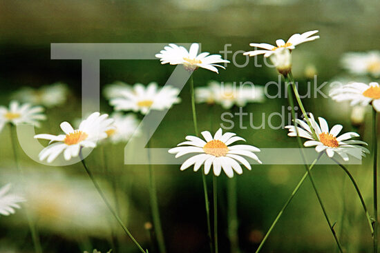 Fotogrāfijas "Ziedi un citi"