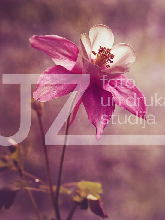 Fotogrāfijas "Ziedi un citi"