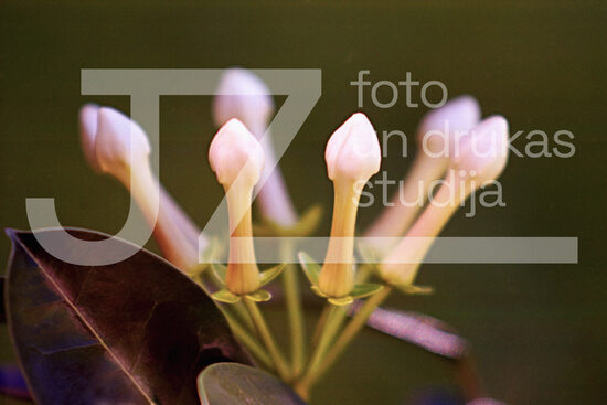 Fotogrāfijas "Ziedi un citi"