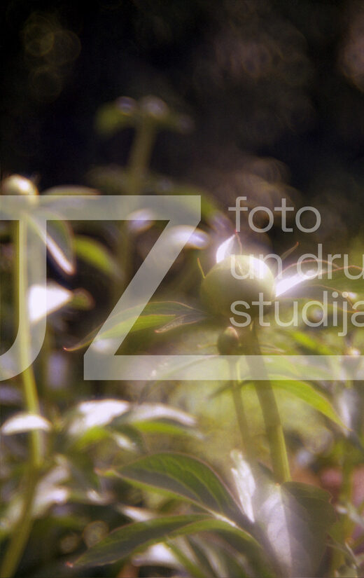 Fotogrāfijas "Ziedi un citi"