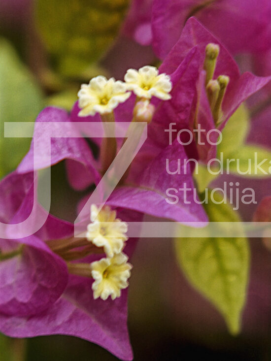 Fotogrāfijas "Ziedi un citi"