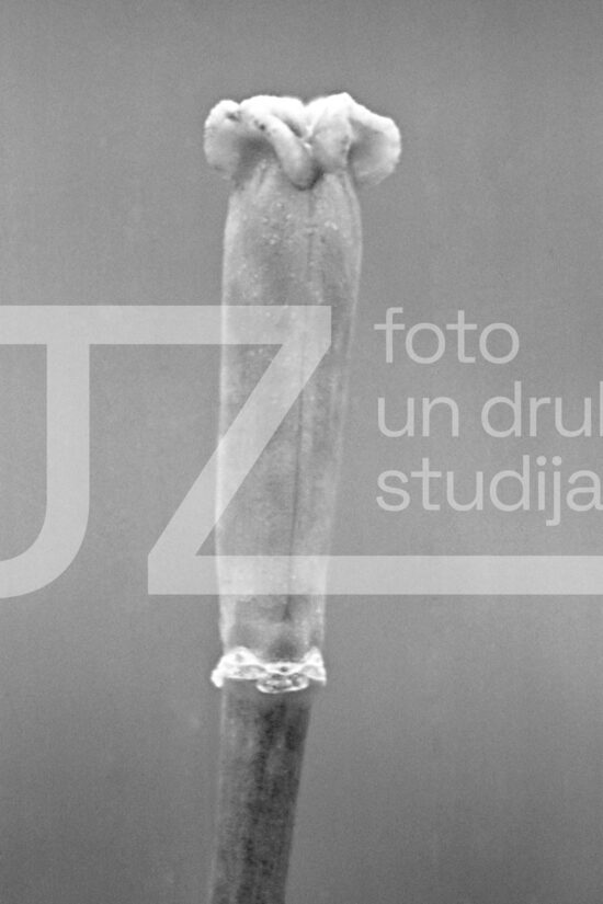 Fotogrāfijas "Ziedi un citi"
