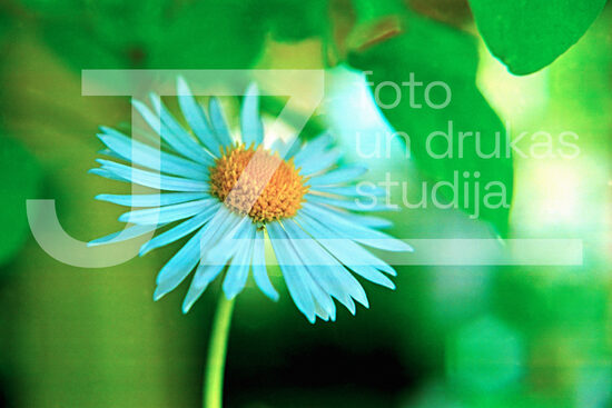 Fotogrāfijas "Ziedi un citi"
