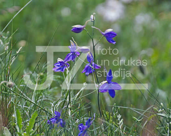 Fotogrāfijas "Ziedi un citi"
