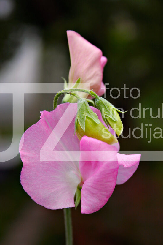Fotogrāfijas "Ziedi un citi"