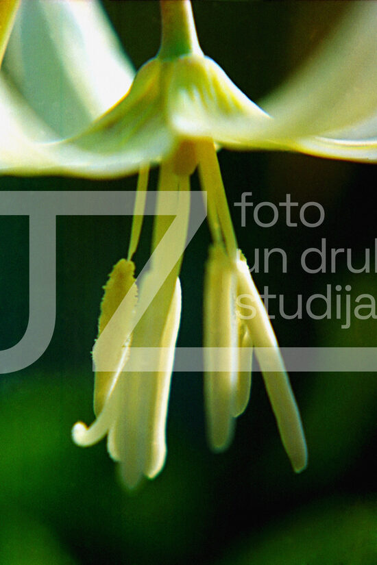 Fotogrāfijas "Ziedi un citi"