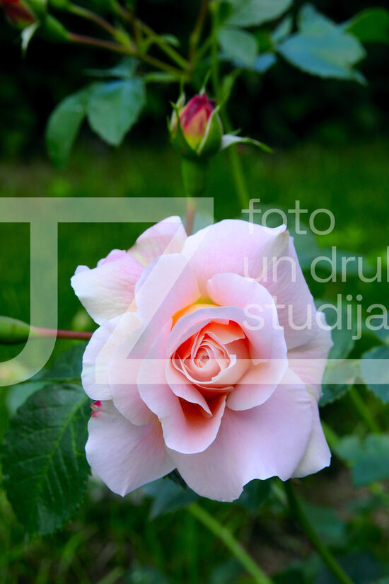 Fotogrāfijas "Ziedi un citi"