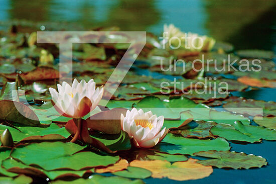 Fotogrāfijas "Ziedi un citi"
