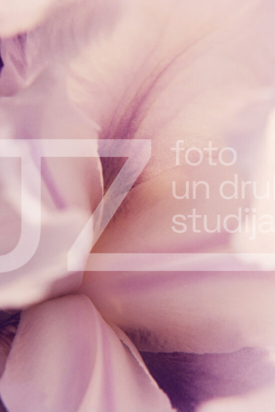 Fotogrāfijas "Ziedi un citi"