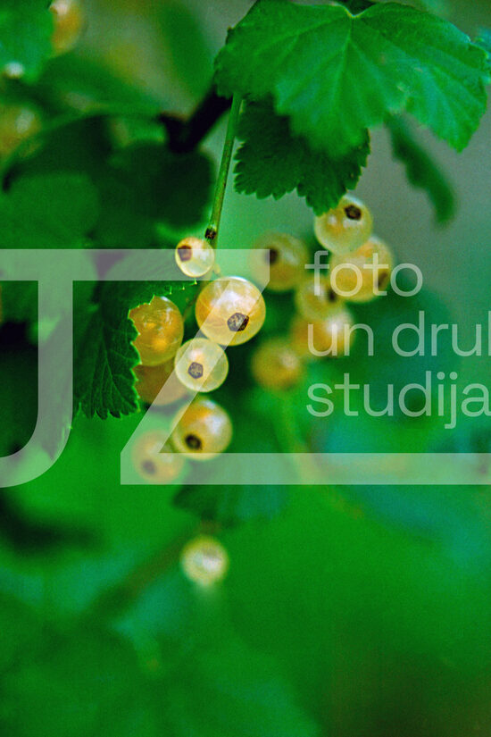 Fotogrāfijas "Ziedi un citi"
