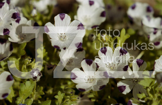 Fotogrāfijas "Ziedi un citi"