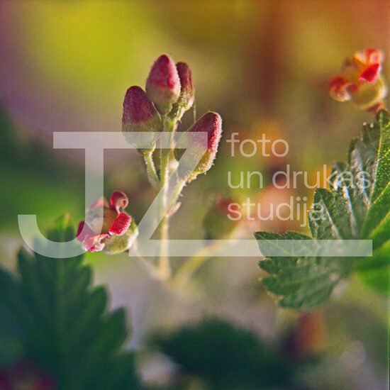 Fotogrāfijas "Ziedi un citi"