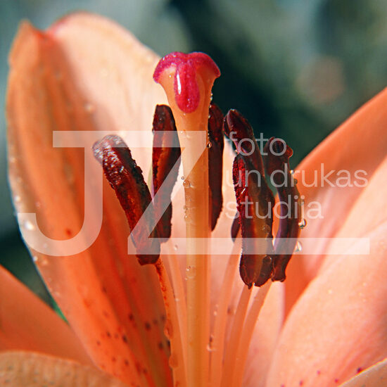 Fotogrāfijas "Ziedi un citi"
