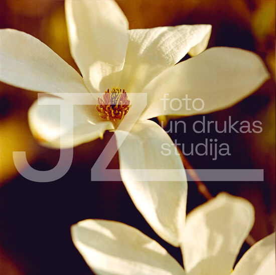 Fotogrāfijas "Ziedi un citi"