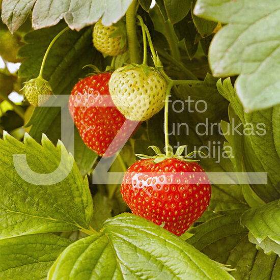 Fotogrāfijas "Ziedi un citi"